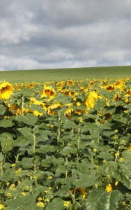 Sunflowers as far as you can see!
